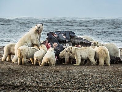 images of polar bears eating
